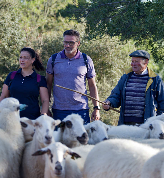 Hikers walking alongside shepherd and sheep
